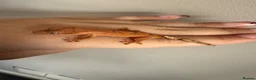 Gecko reptiles for sale: Baby crested gecko’s  - Advert 25