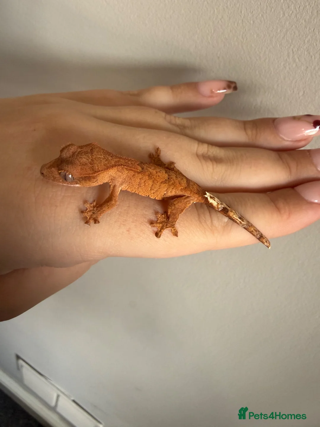 Gecko reptiles for sale: Baby crested gecko’s  - Advert 25