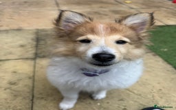 Shetland Sheepdog dogs for sale: shetland sheepdog  - Image 4