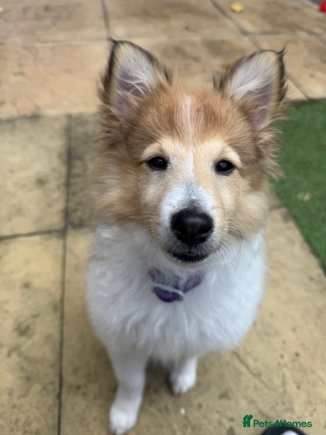 Shetland Sheepdog dogs for sale: shetland sheepdog  - Image 4