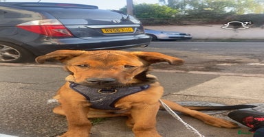 Mixed Breed dogs - Advert 6