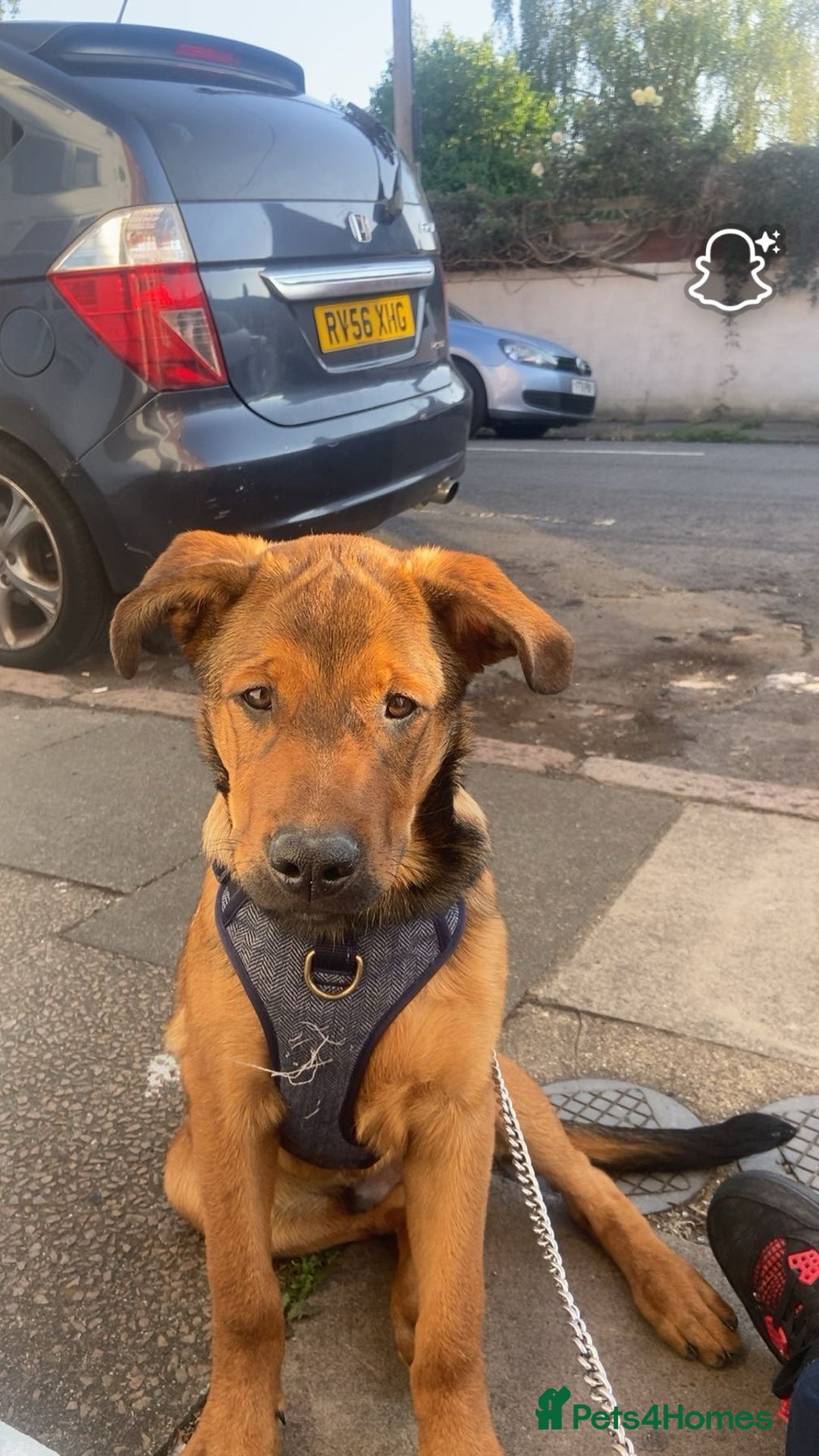 Mixed Breed dogs for sale: Rottweiler x Dutch shepherd  - Image 3