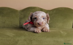Miniature Dachshund dogs for sale: Miniature ( kaninchen) Long-Haired Dachshund  - Image 4