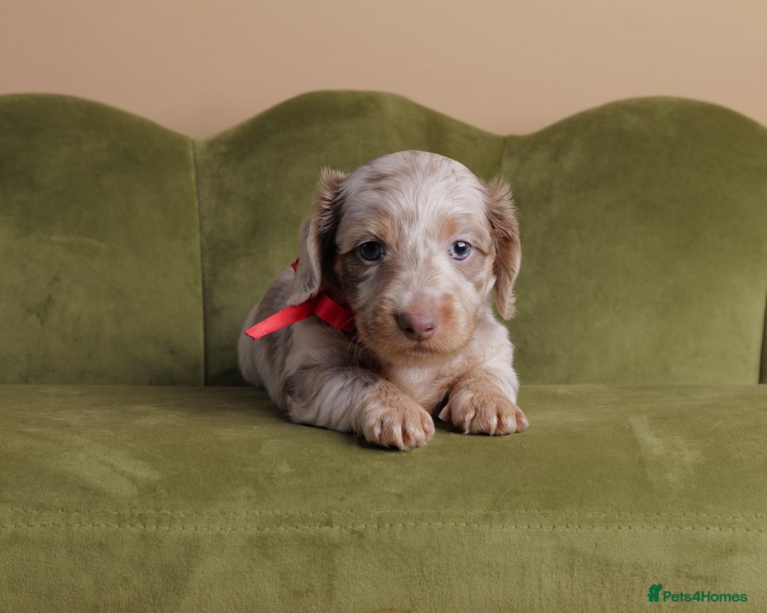 Miniature Dachshund dogs for sale: Miniature ( kaninchen) Long-Haired Dachshund  - Image 4