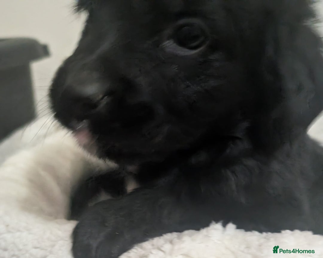 Mixed Breed dogs for sale:  berneses moutain dog x golden retriever - Advert 11