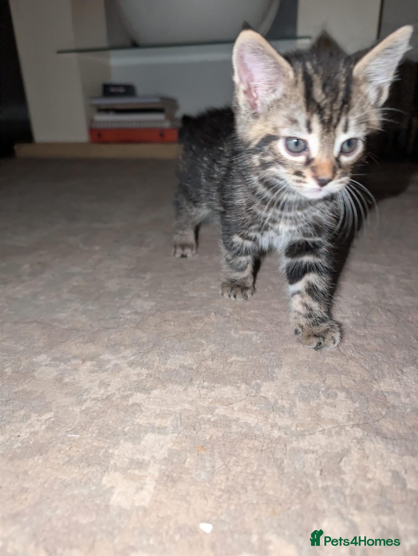 Mixed Breed cats Kitten 8 weeks old ready to leave - Advert 5