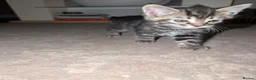 Mixed Breed cats for sale: Kitten 8 weeks old ready to leave - Advert 1