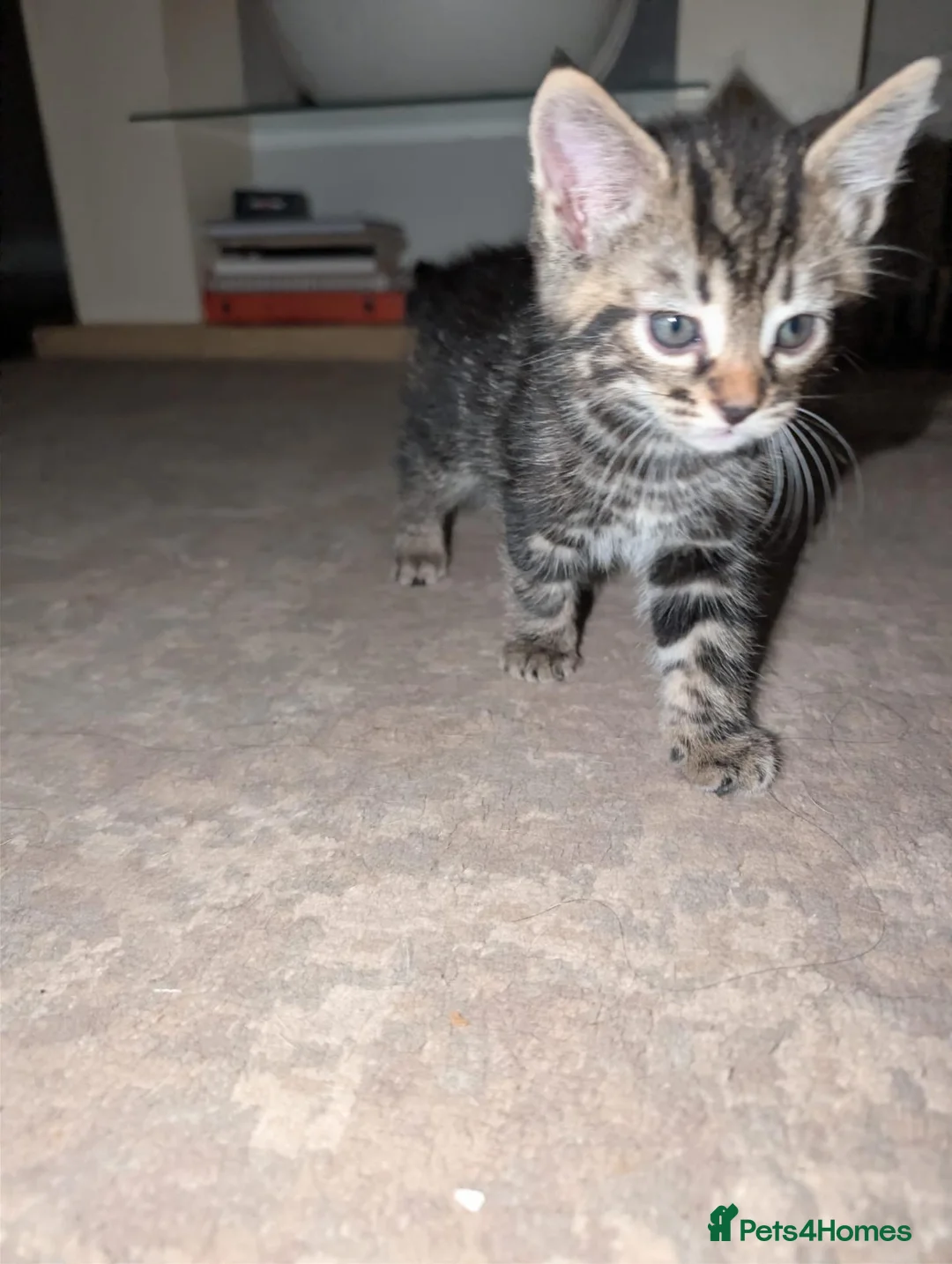 Mixed Breed cats for sale: Kitten 8 weeks old ready to leave - Advert 1