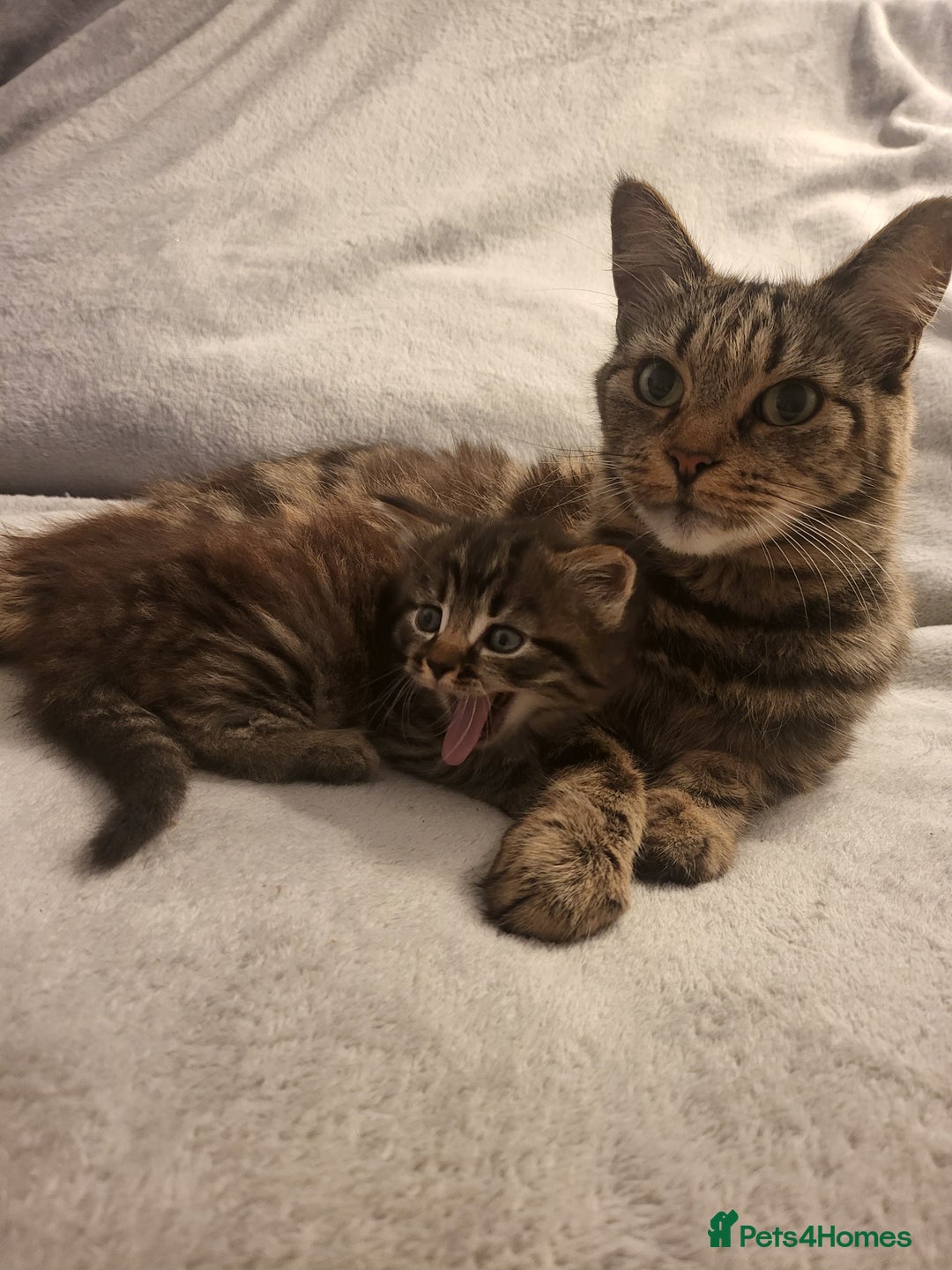 Siberian cats for sale: Sweet Little Princess Is Looking for a Loving Home - Advert 9