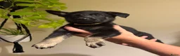 German Shepherd dogs for sale: German Shepherd Puppies - Advert 9