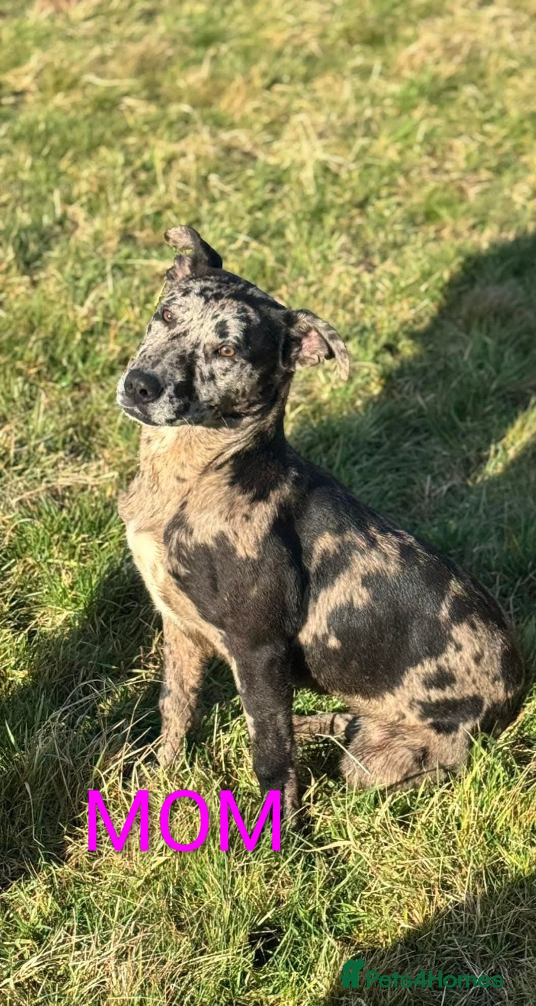 Mixed Breed dogs for sale: Mix breed  - Image 8