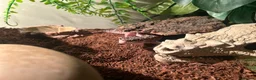 Leopard Gecko reptiles for sale: Leopard geko - Advert 7