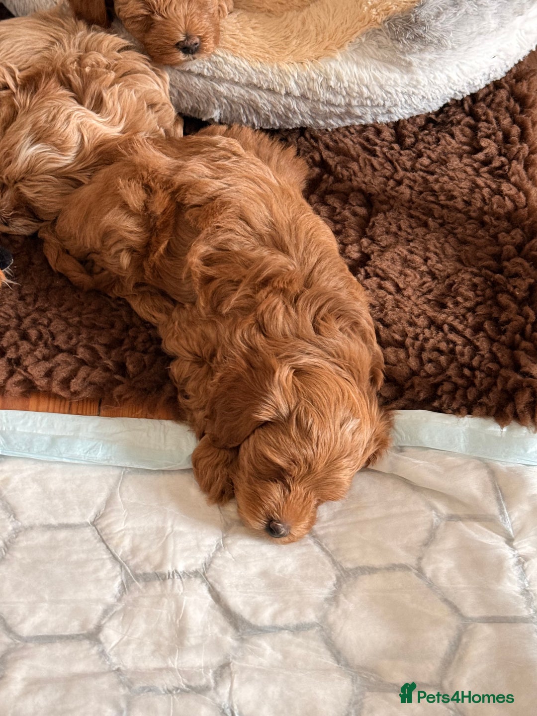 Maltipoo dogs for sale: Rare Red F1B Maltipoo Puppies - Advert 4