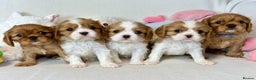 Cavalier King Charles Spaniel dogs for stud: KC Reg for STUD Health Tested Excellent Pedigrees  in Nottingham - Advert 31