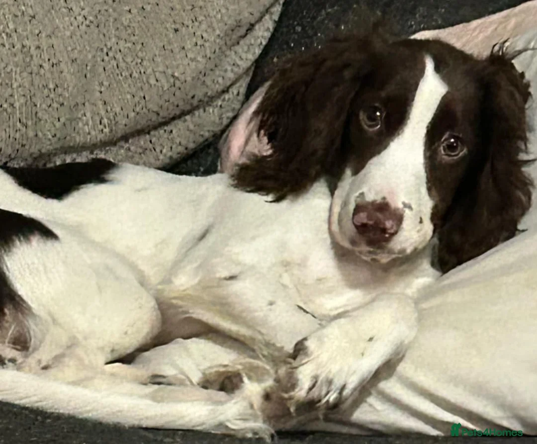 Cocker Spaniel dogs for stud: PET FOR STUD - Advert 3