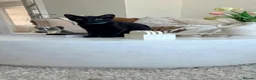 Domestic Shorthair cats for adoption: Maya, Margot & Mabel - looking for a home TOGETHER in Fleet - Advert 4