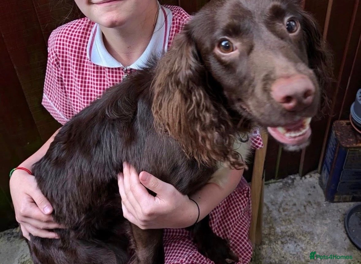 Cocker Spaniel dogs for sale: 2 year old cocker spaniel looking for rehoming  - Advert 1