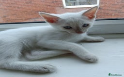 Siamese cats for sale: cuddliest boy ever is looking for home - Image 7
