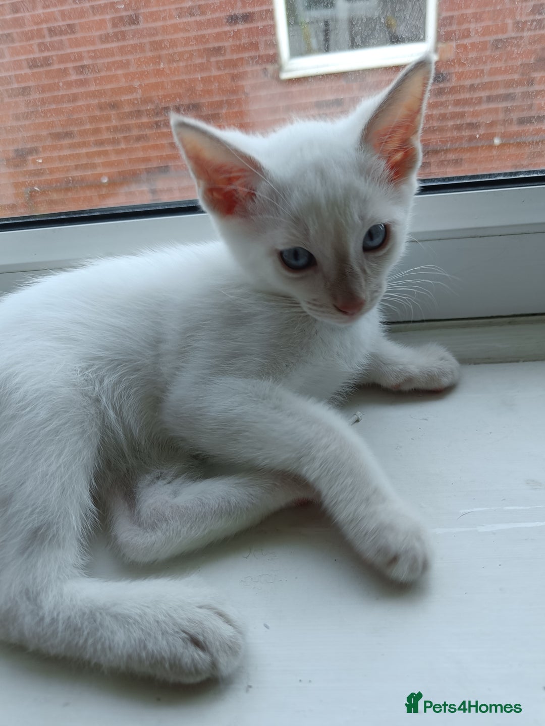 Siamese cats for sale: cuddliest boy ever is looking for home - Image 7