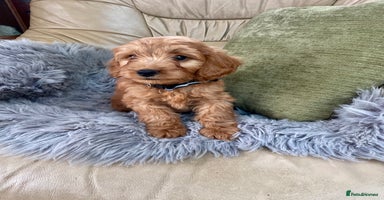 Cavapoo dogs - Advert 5