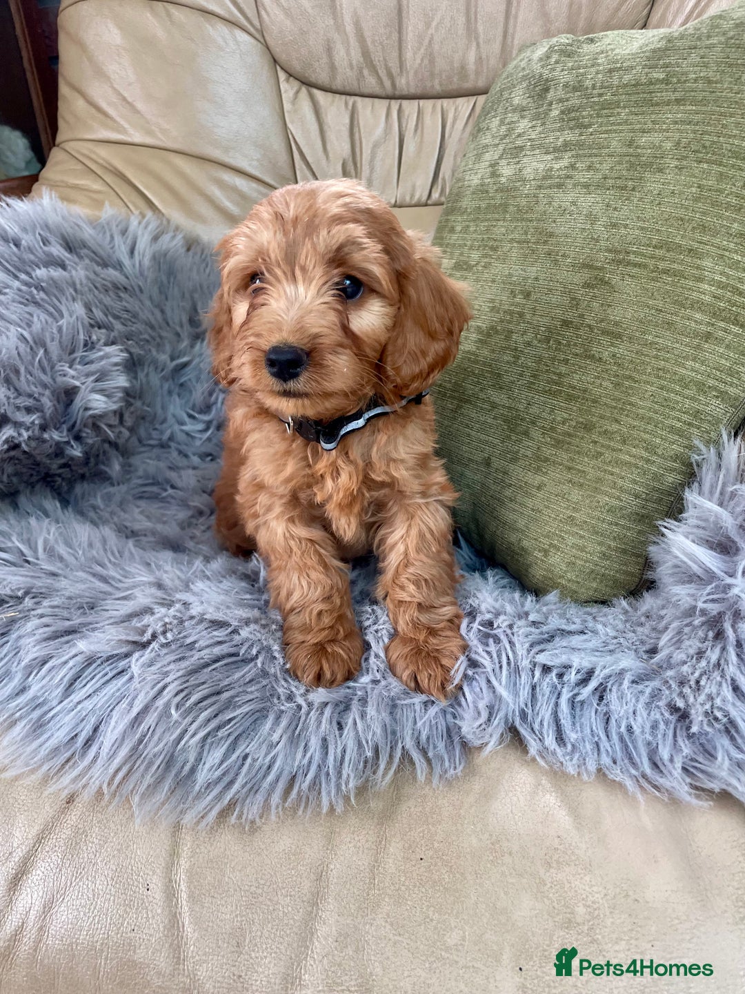 Cavapoo dogs for sale: Stunning boys and girls.  - Image 2