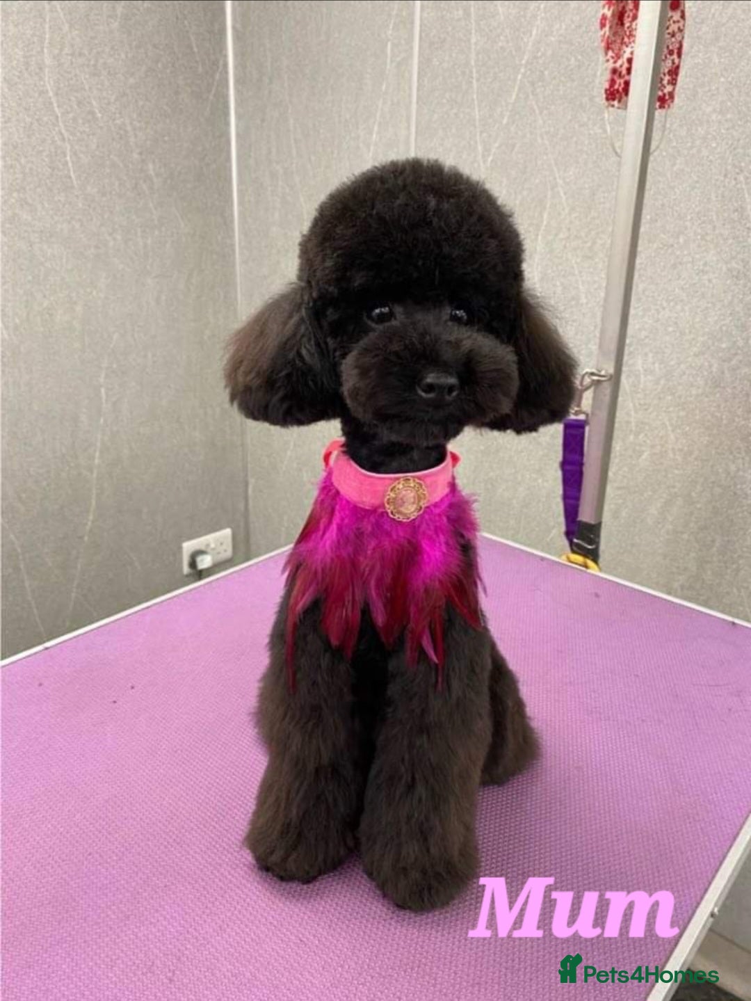 Toy Poodle dogs for sale: 3 Beautiful Boys  - Image 7