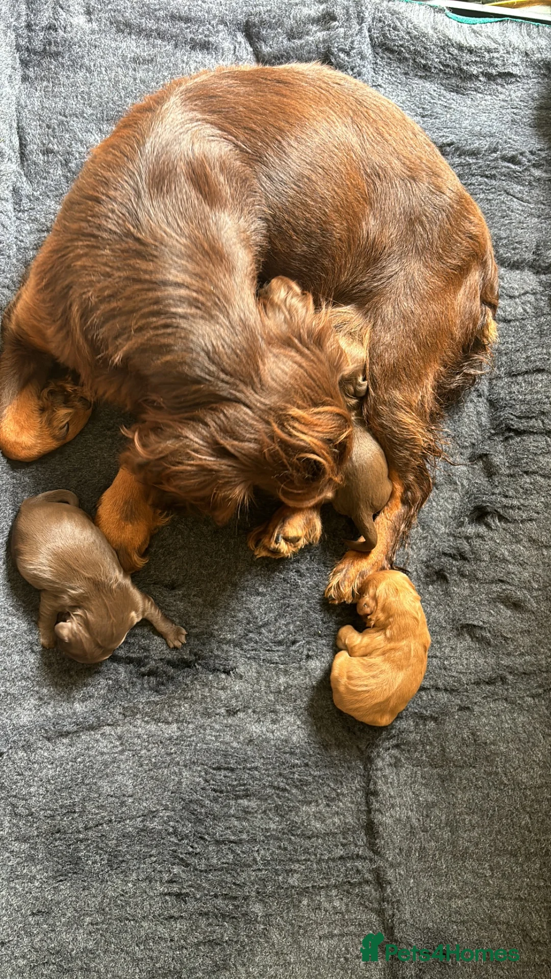 Cocker Spaniel dogs for sale: KC working cocker pups  - Advert 12