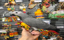 Parrots birds for sale: Beautiful baby handreared African greys  - Advert 1