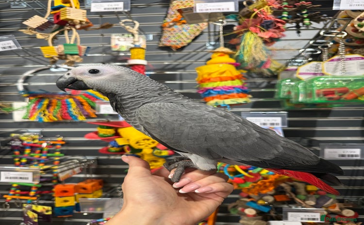 Parrots birds Beautiful baby handreared African greys  - Advert 3