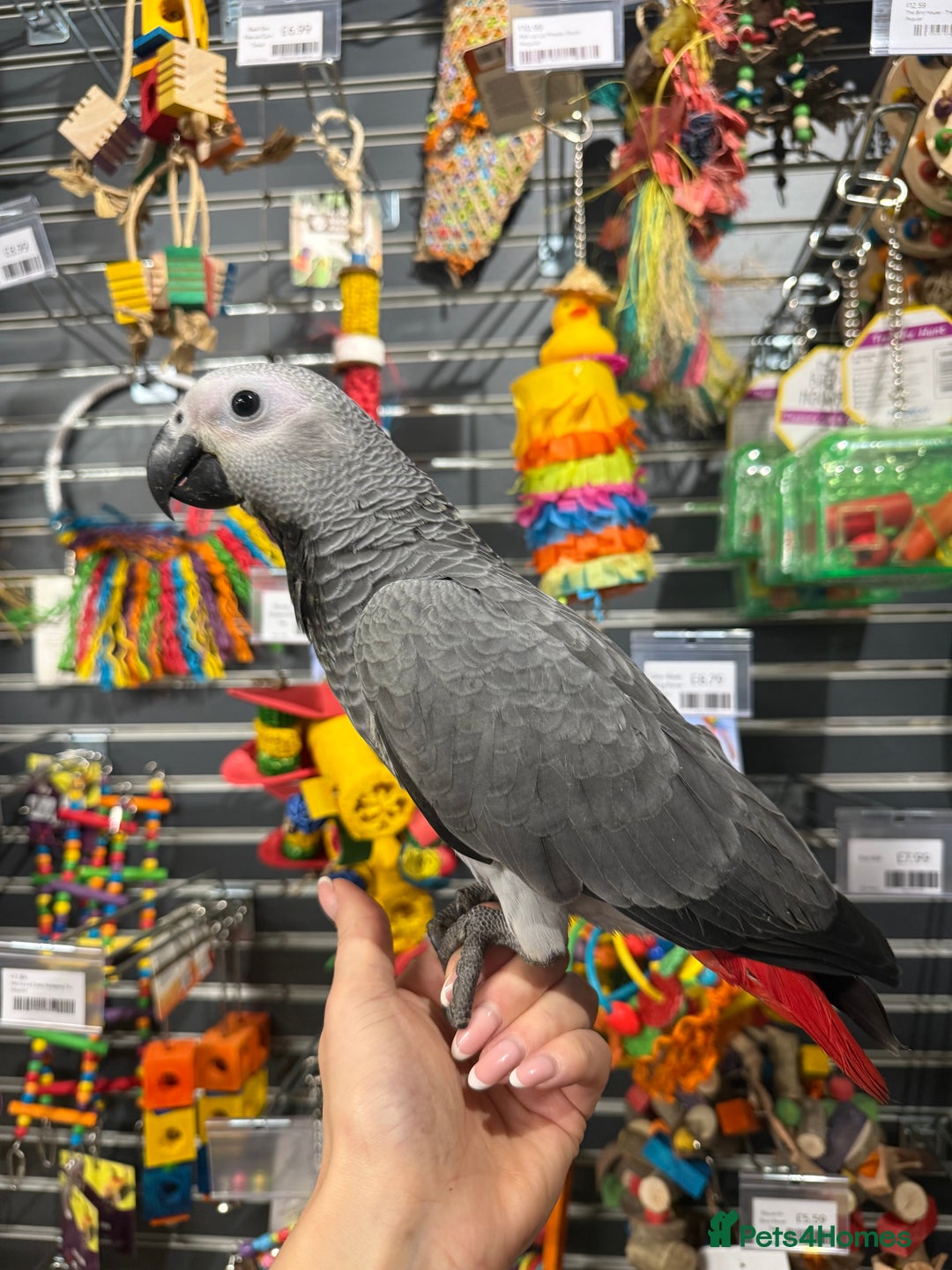 Parrots birds for sale: Beautiful baby handreared African greys  - Advert 1