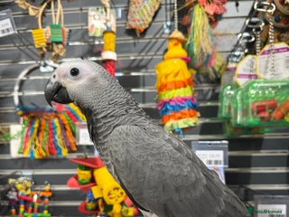 Parrots birds Beautiful baby handreared African greys - Advert 1