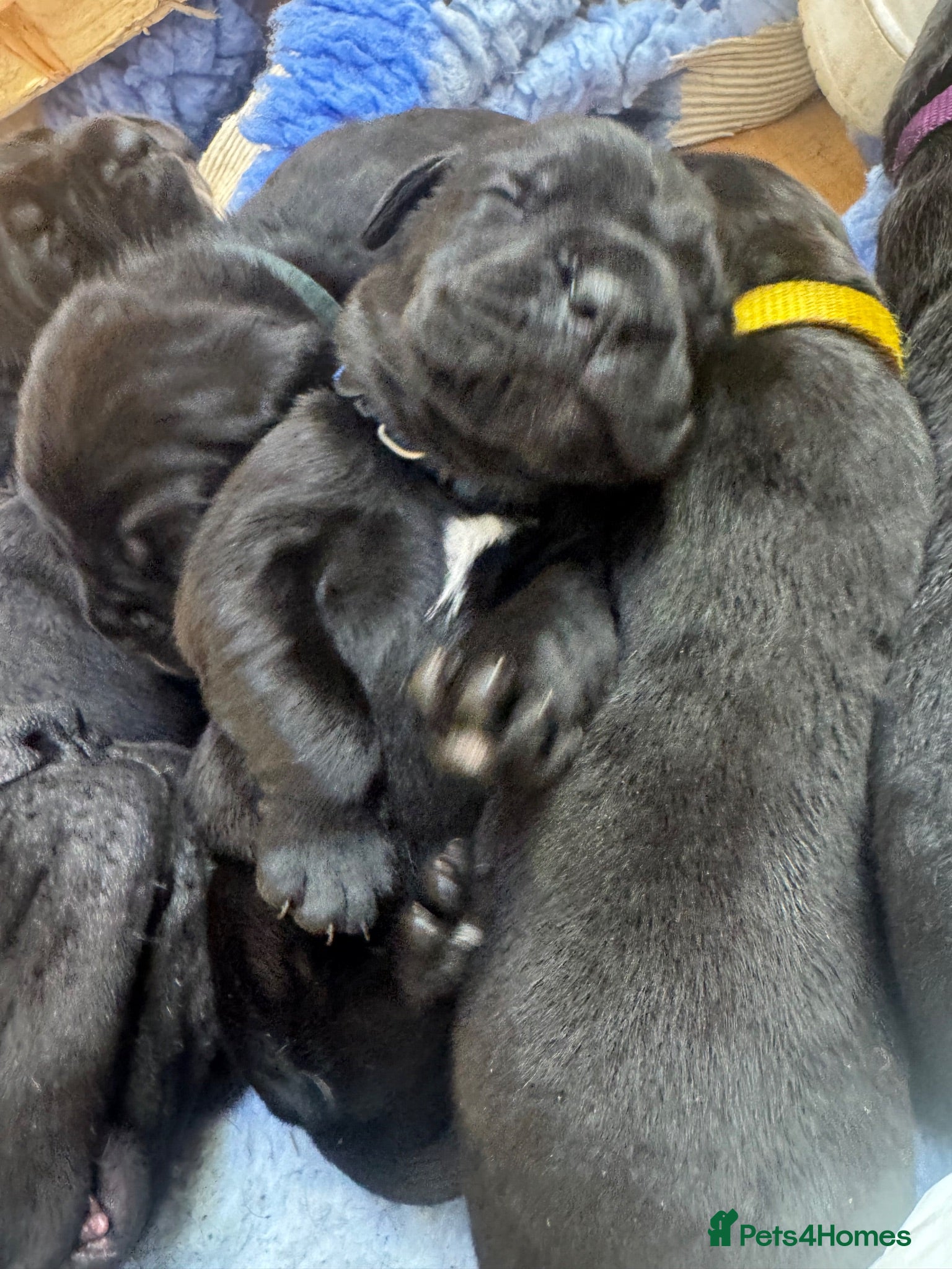 Cane Corso dogs Cane corso litter  - Advert 2