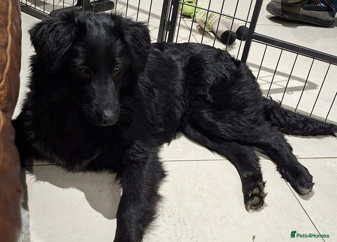 Mixed Breed dogs for adoption: Tara - North Walsham Norfolk  - Advert 5