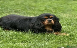 Cavalier King Charles Spaniel dogs for sale: Cavalier King Charles Spaniel puppies - Image 7