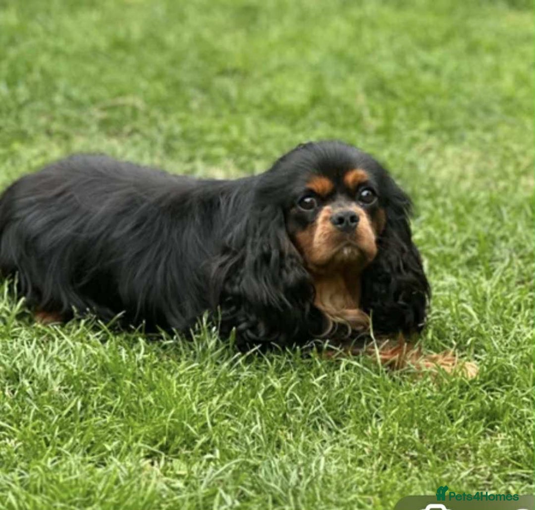 Cavalier King Charles Spaniel dogs for sale: Cavalier King Charles Spaniel puppies - Image 7