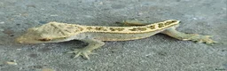 Gecko reptiles for sale: Crested Geckos hatchlings and male juveniles  - Advert 5