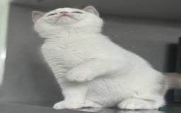 British Shorthair cats for sale: Lilac and white harlequin bsh boy  - Image 1