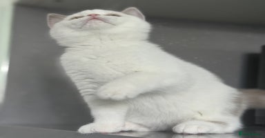 British Shorthair cats - Advert 3