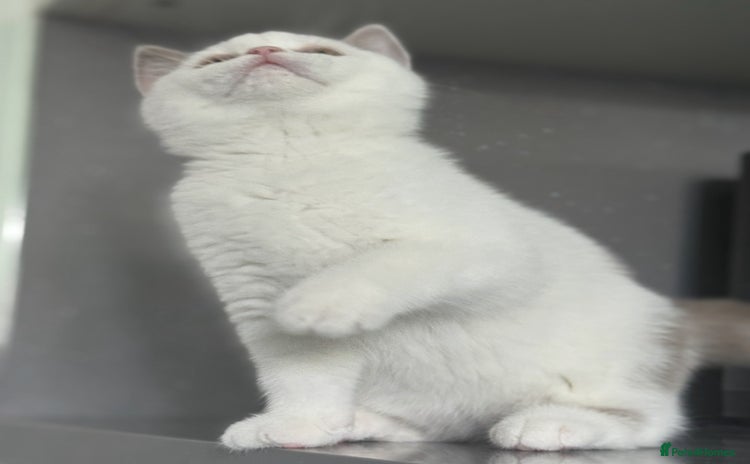 British Shorthair cats - Advert 4