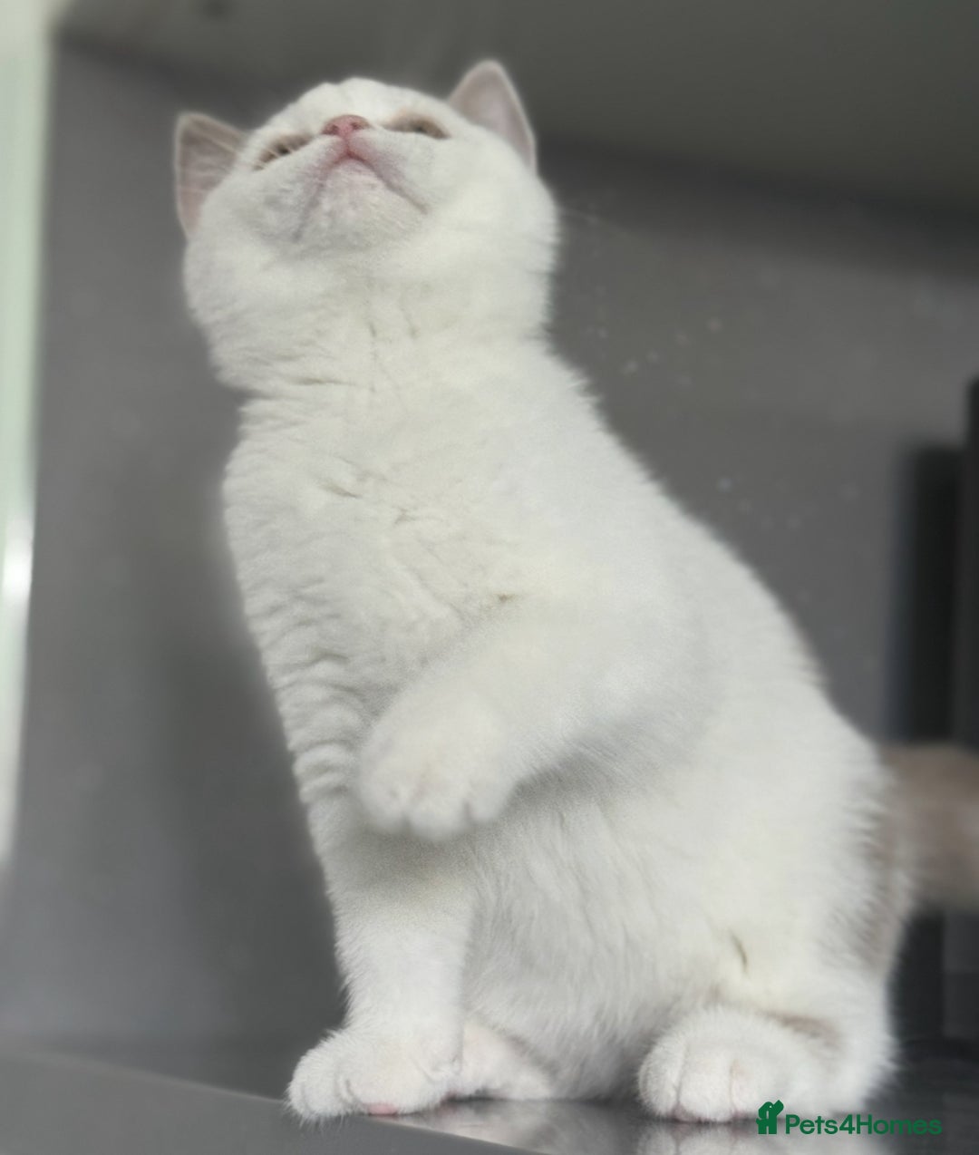 British Shorthair cats for sale: Lilac and white harlequin bsh boy  - Image 1