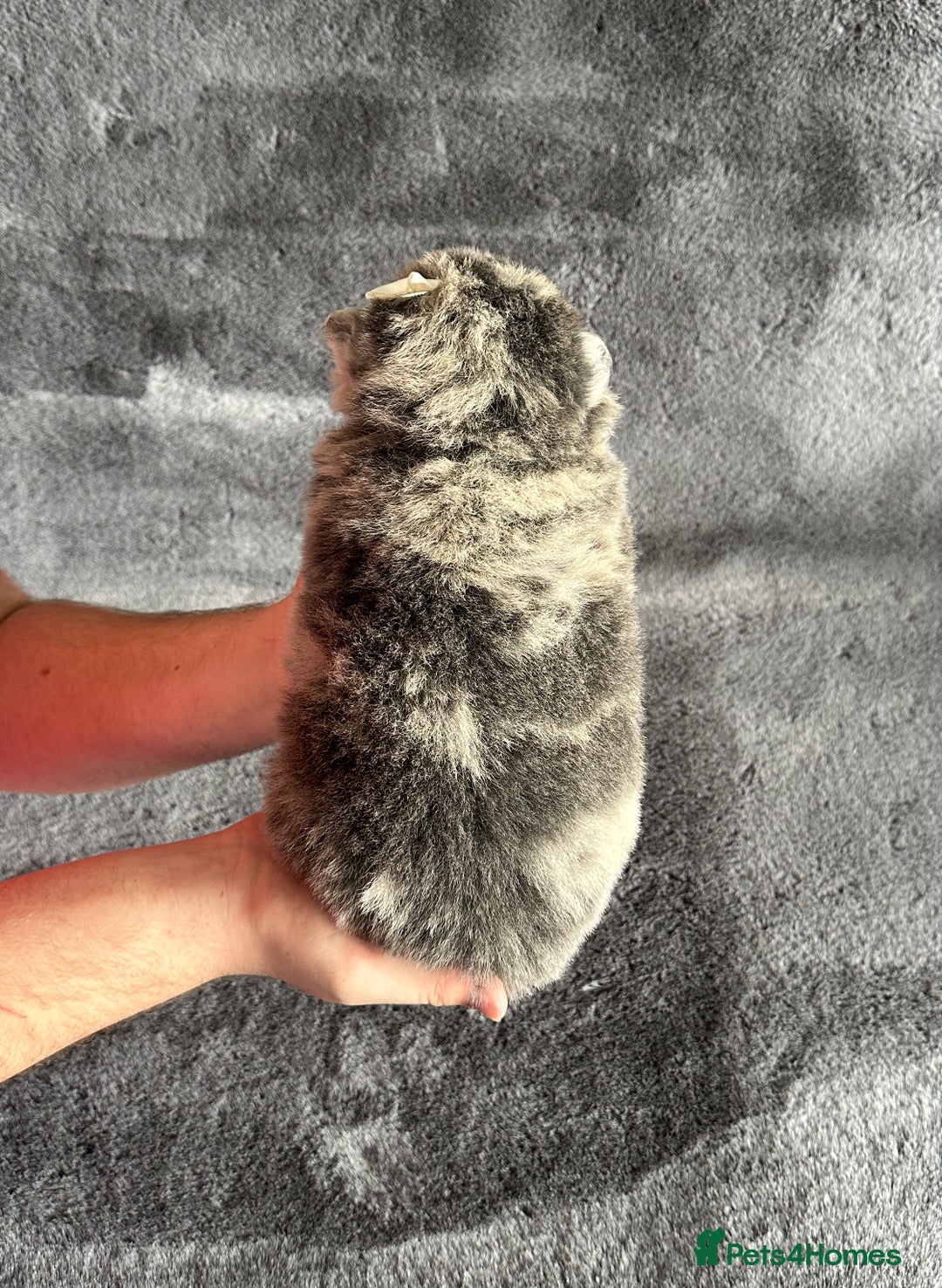 Chow Chow dogs for sale: Exotic colour Pure chow chow puppies for sale  - Image 29