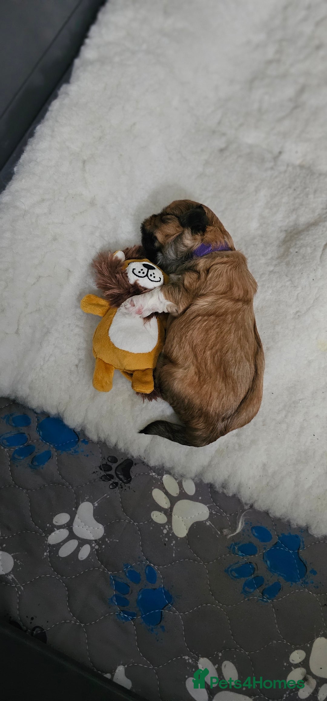 Lhasa Apso dogs for sale: Stunning pedigree Lhasa Apso Puppies - Advert 6