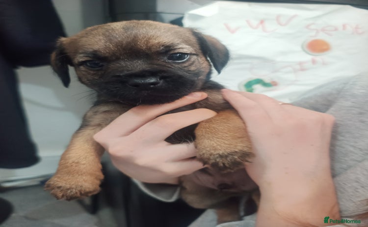 Border Terrier dogs - Advert 14