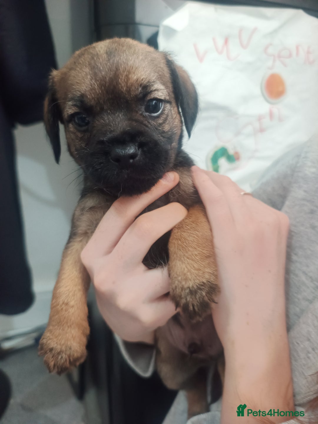 Border Terrier dogs for sale: Border terrier pups  - Image 1