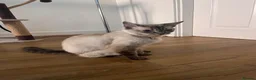 Mixed Breed cats for sale: Shayla , mixed breed adult female cat  - Advert 6
