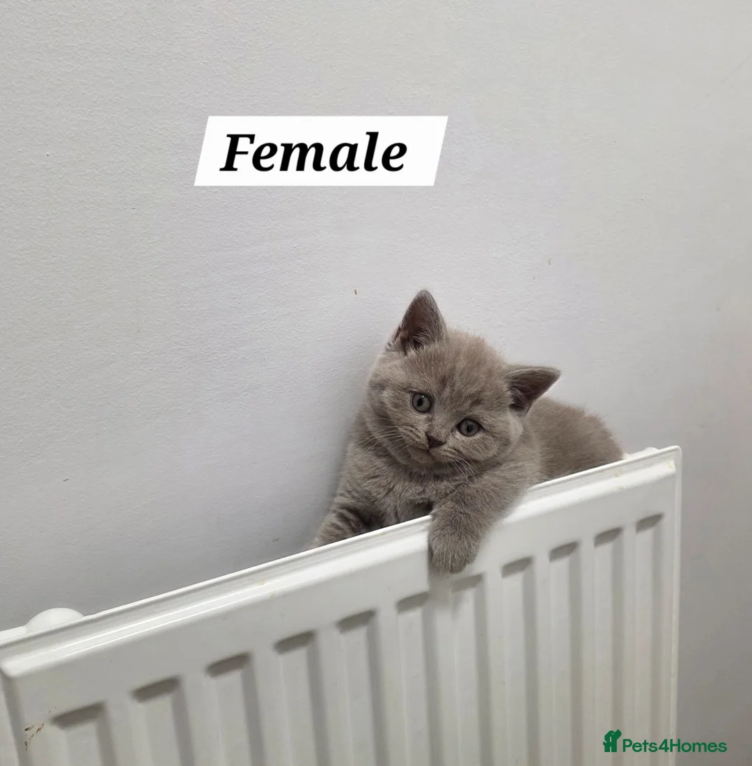 British Shorthair cats for sale: BSH kittens  - Advert 12