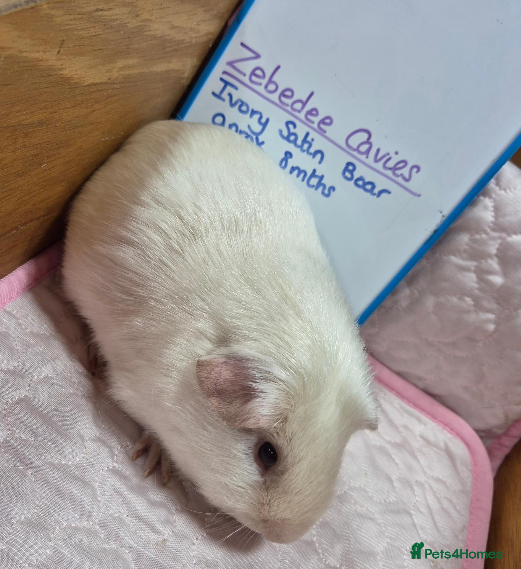 Guinea Pig rodents Ivory Satin Cavy - Advert 1