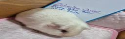 Guinea Pig rodents for sale: Ivory Satin Cavy - Advert 1