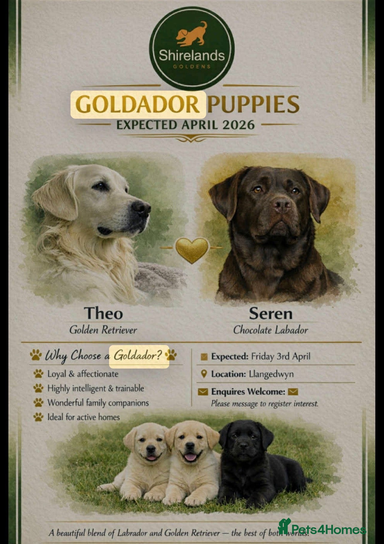 Goldador dogs Stunning Goldador Puppies  - Advert 2