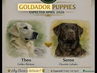 Goldador dogs Stunning Goldador Puppies - Advert 2